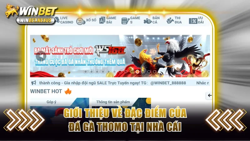 Giới thiệu về đặc điểm của đá gà Thomo tại nhà cái