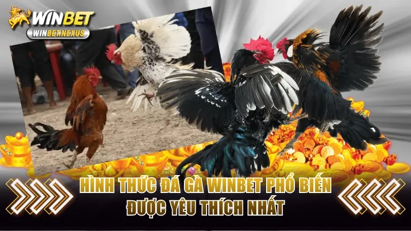 Hình thức đá gà WINBET phổ biến hàng đầu