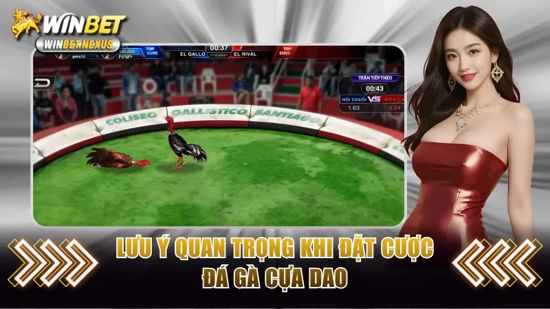 Lưu ý quan trọng khi đặt cược đá gà cựa dao